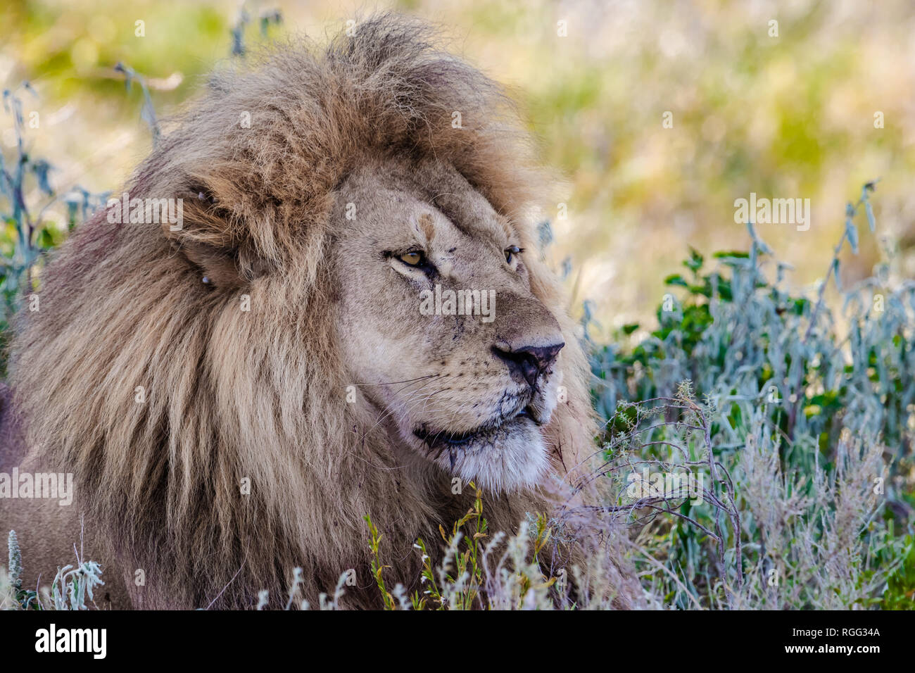 Male lion portrait no mane hires stock photography and images Alamy