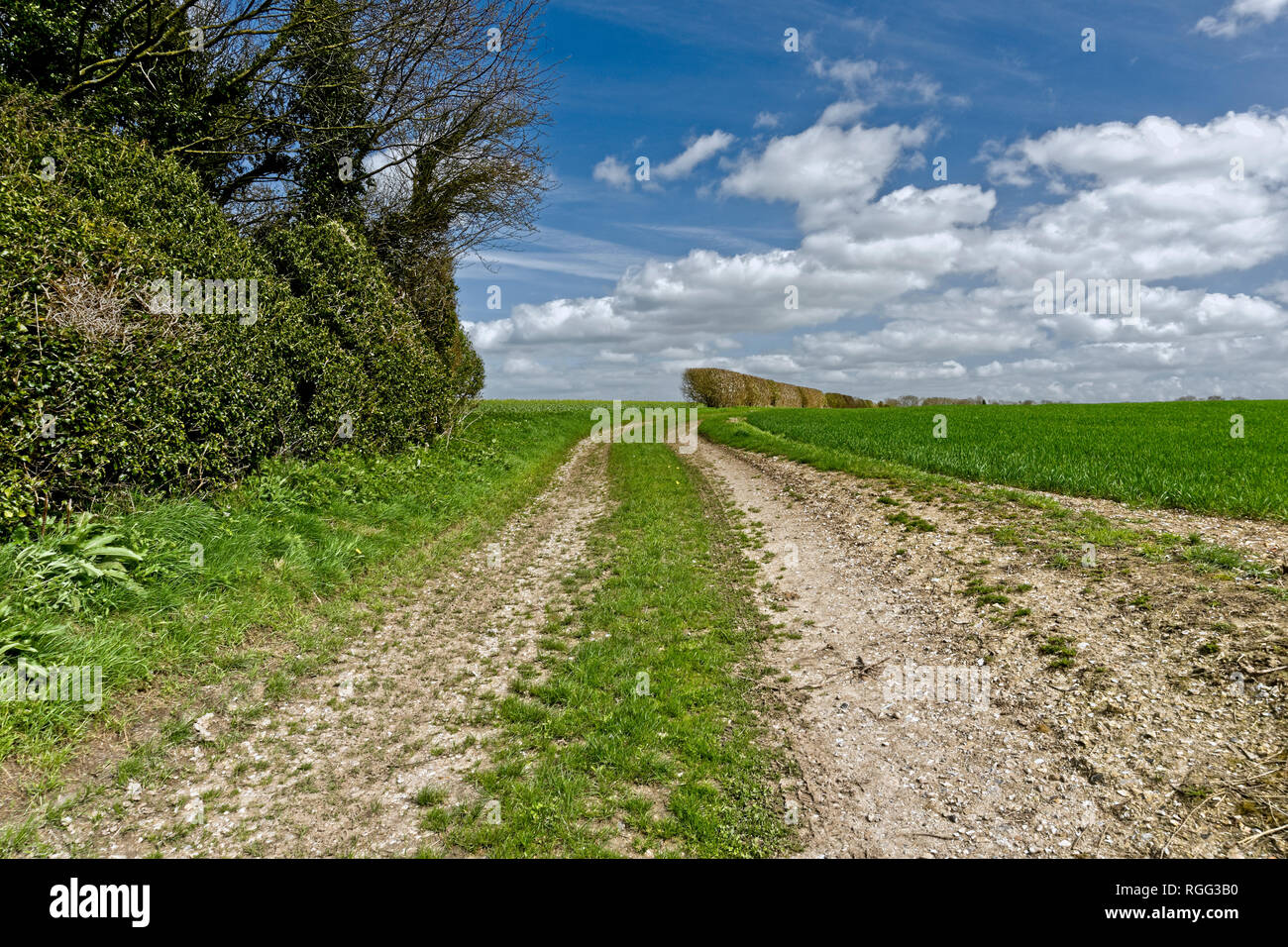 Salisbury Plain Wiltshire an area of chalk downland used for arable farming. Stock Photo