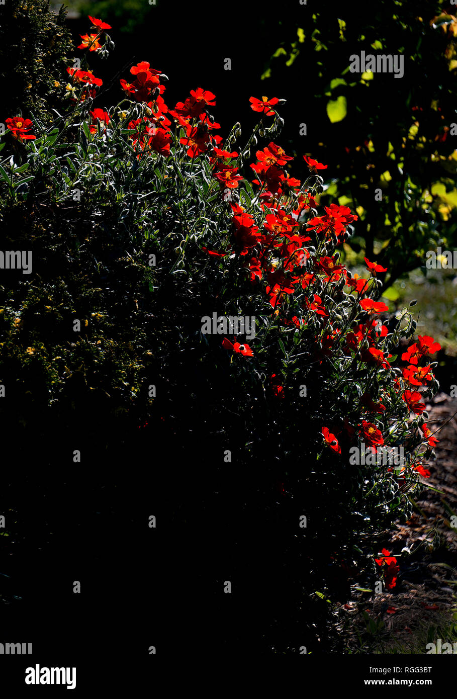 Bright red backlit rock roses in an English country garden. Stock Photo