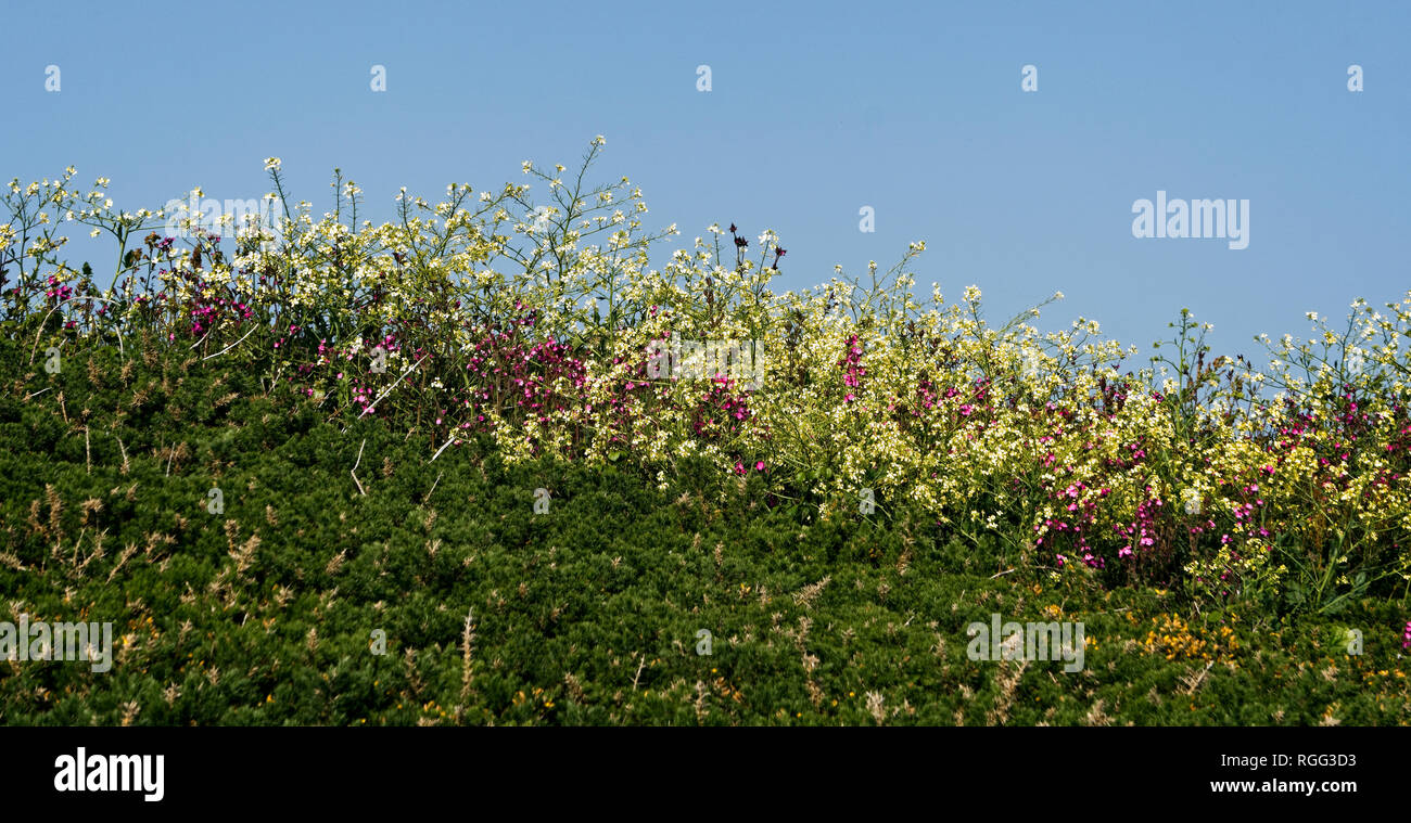 multi coloured wild flower mix hedgerow on the south coast of Guernsey in the Channel ISlands of the UK. Stock Photo