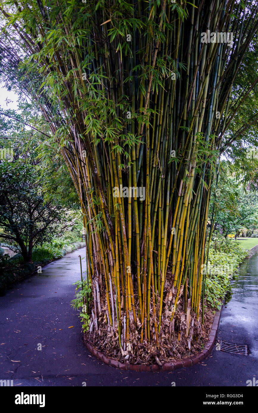 Bamboo - Bambusa longispiculata, or Mahal bamboo, Royal Botanic Gardens, Sydney, NSW, Australia Stock Photo