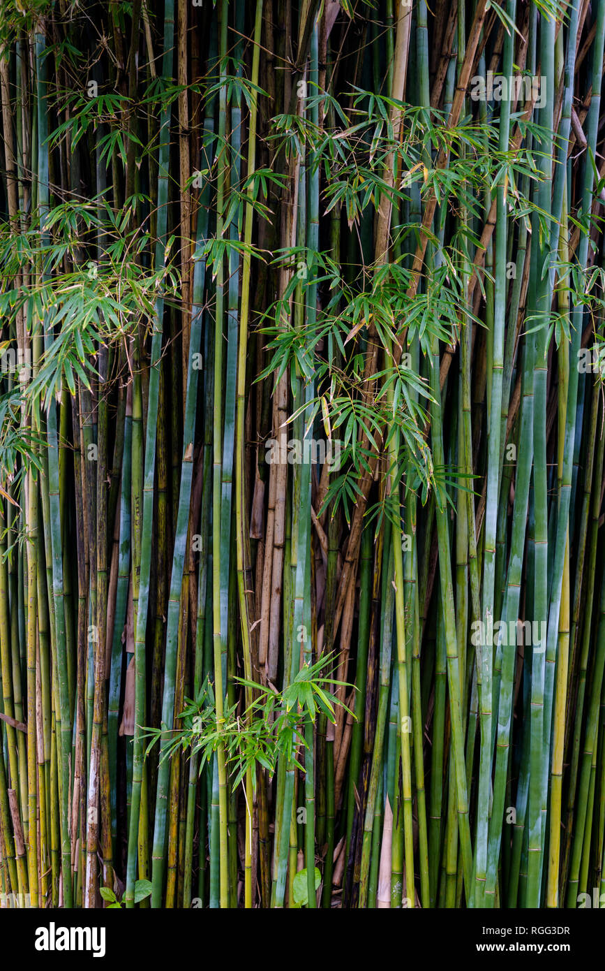 Bamboo - Bambusa longispiculata, or Mahal bamboo, Royal Botanic Gardens, Sydney, NSW, Australia Stock Photo