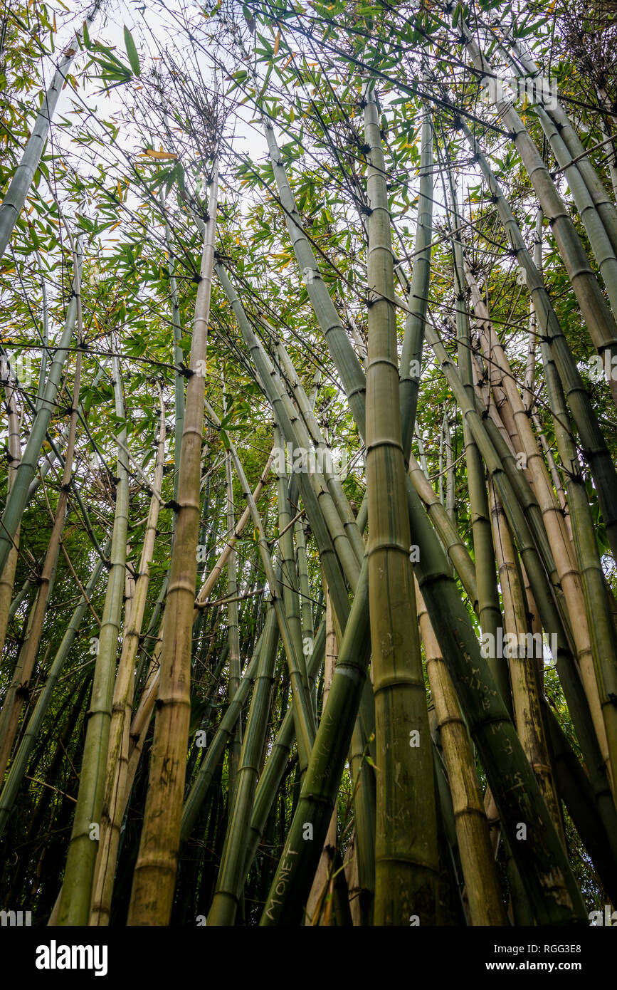 Bamboo -Dendrocalamus latiflorus, common name Sweet bamboo, Royal Botanic Gardens, Sydney, NSW, Australia Stock Photo