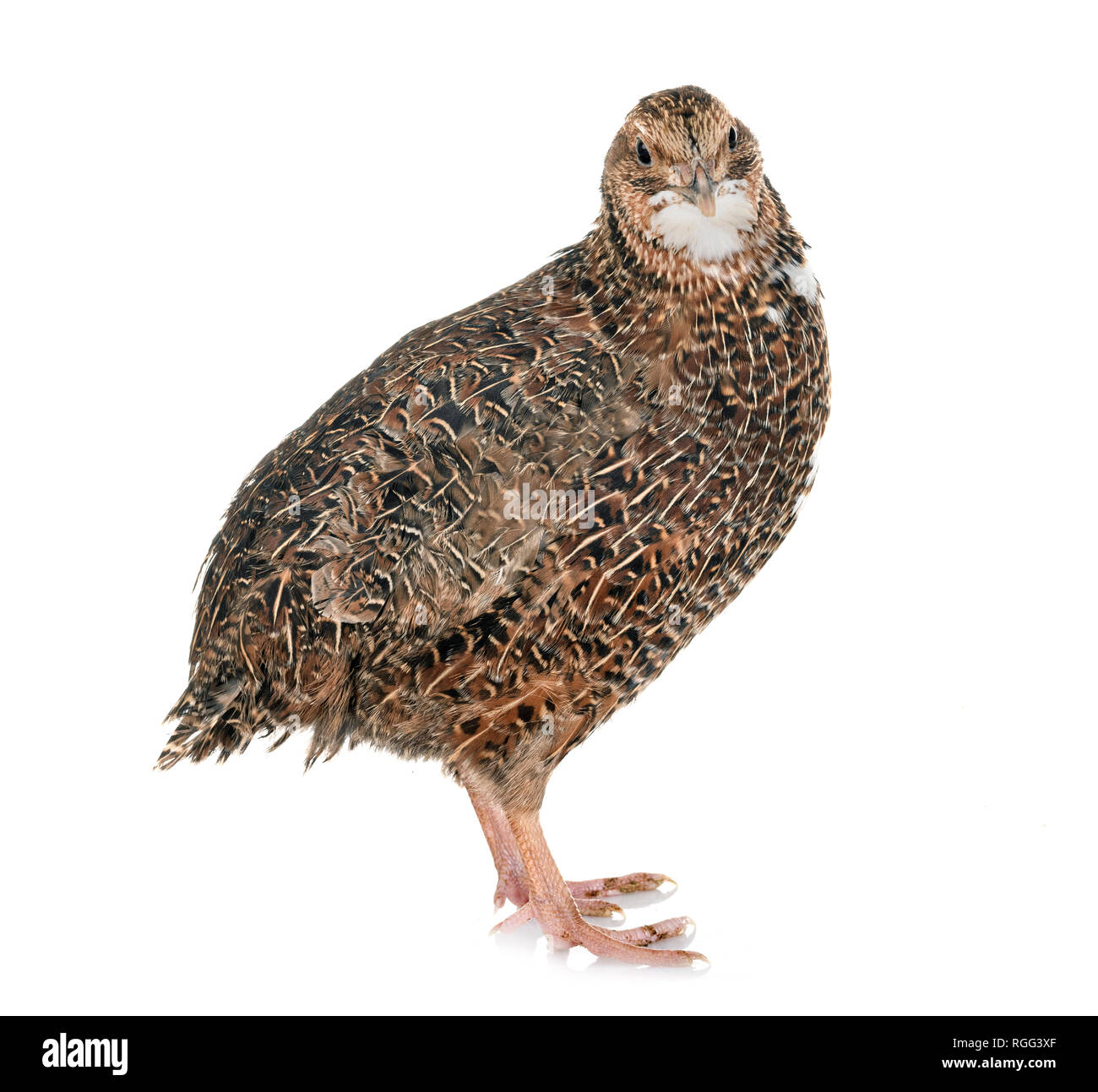 Japanese quail in front of white background Stock Photo.