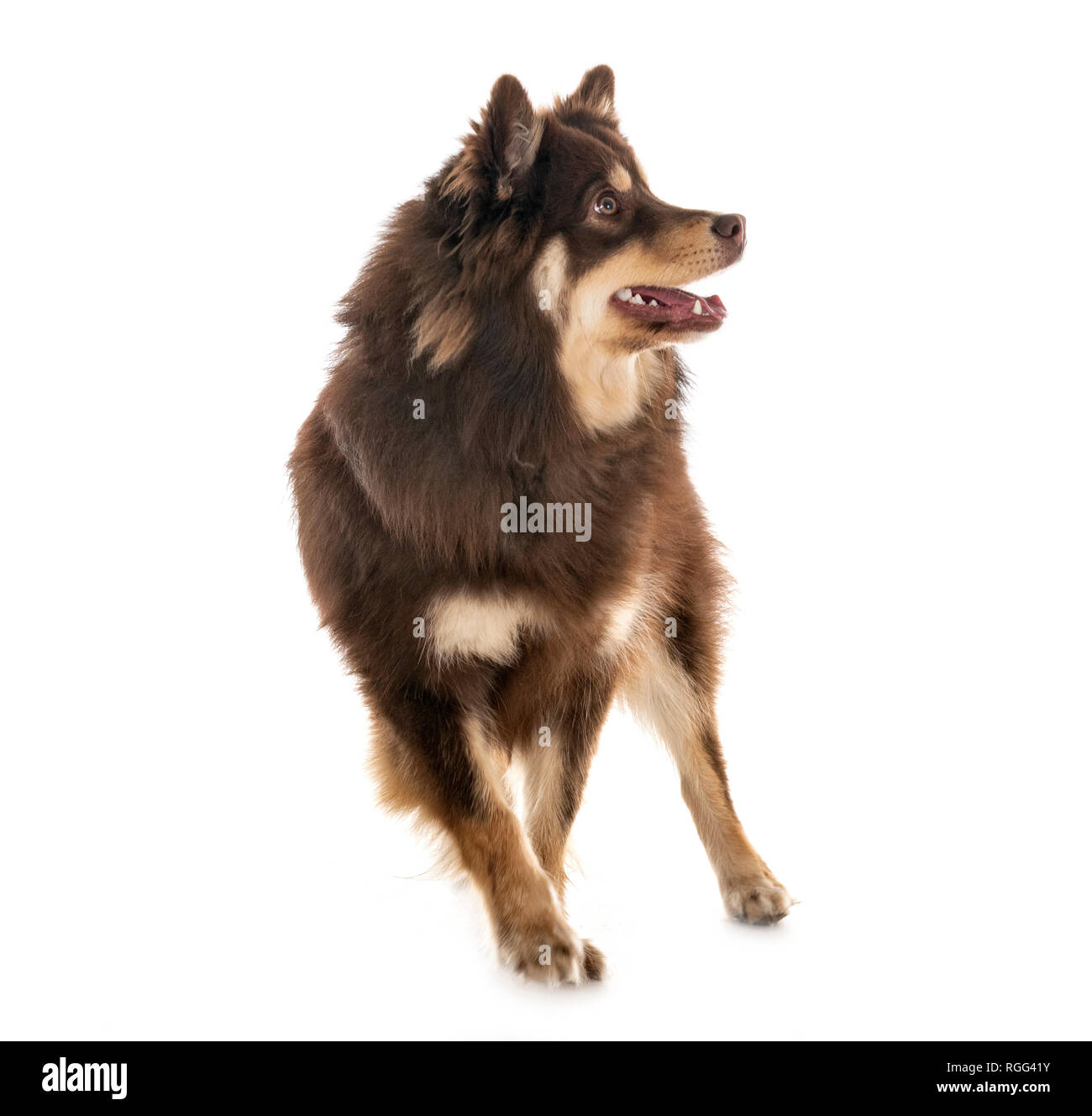 Finnish Lapphund in front of white background Stock Photo - Alamy