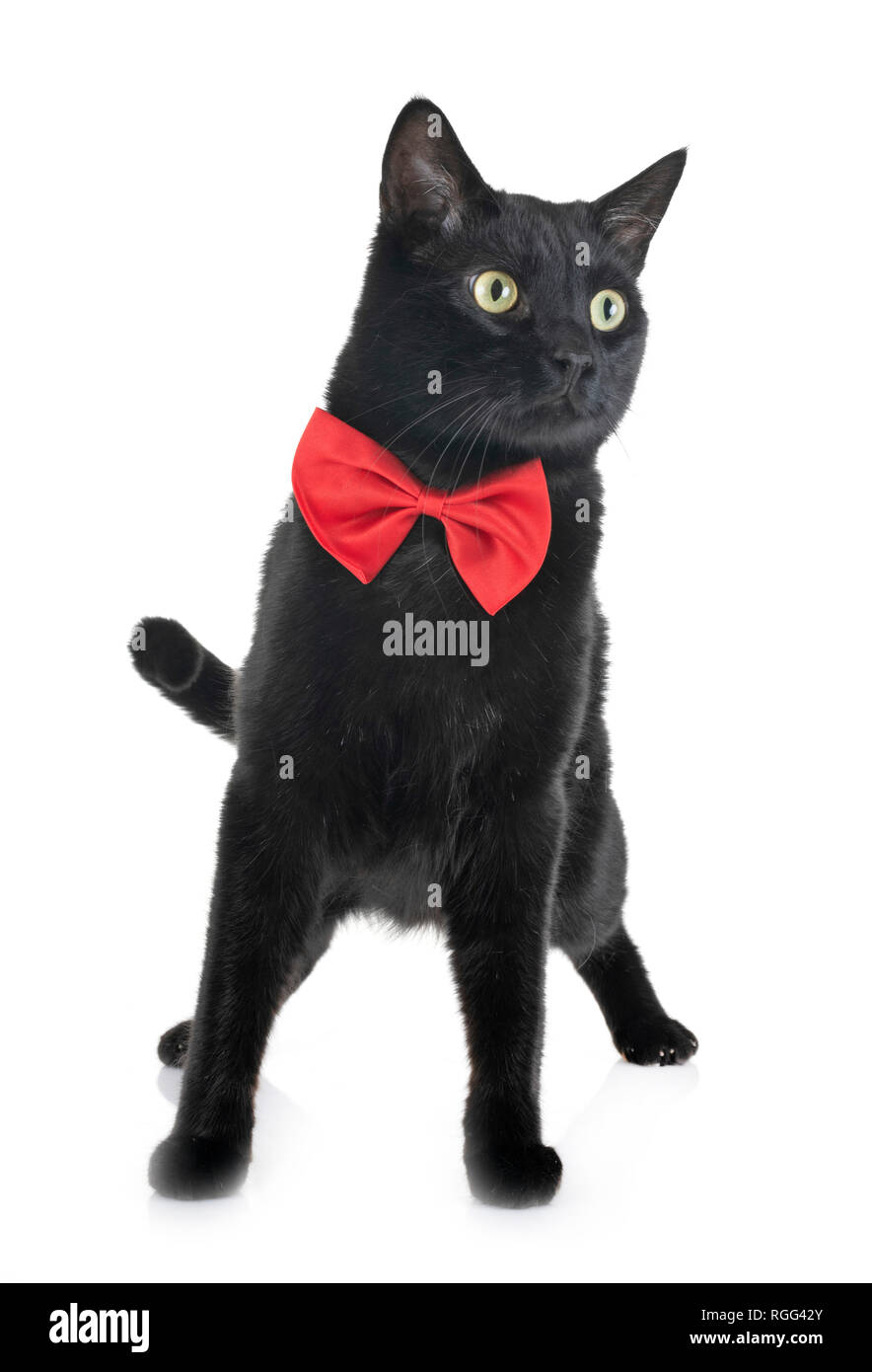 Black cat red collar hires stock photography and images Alamy