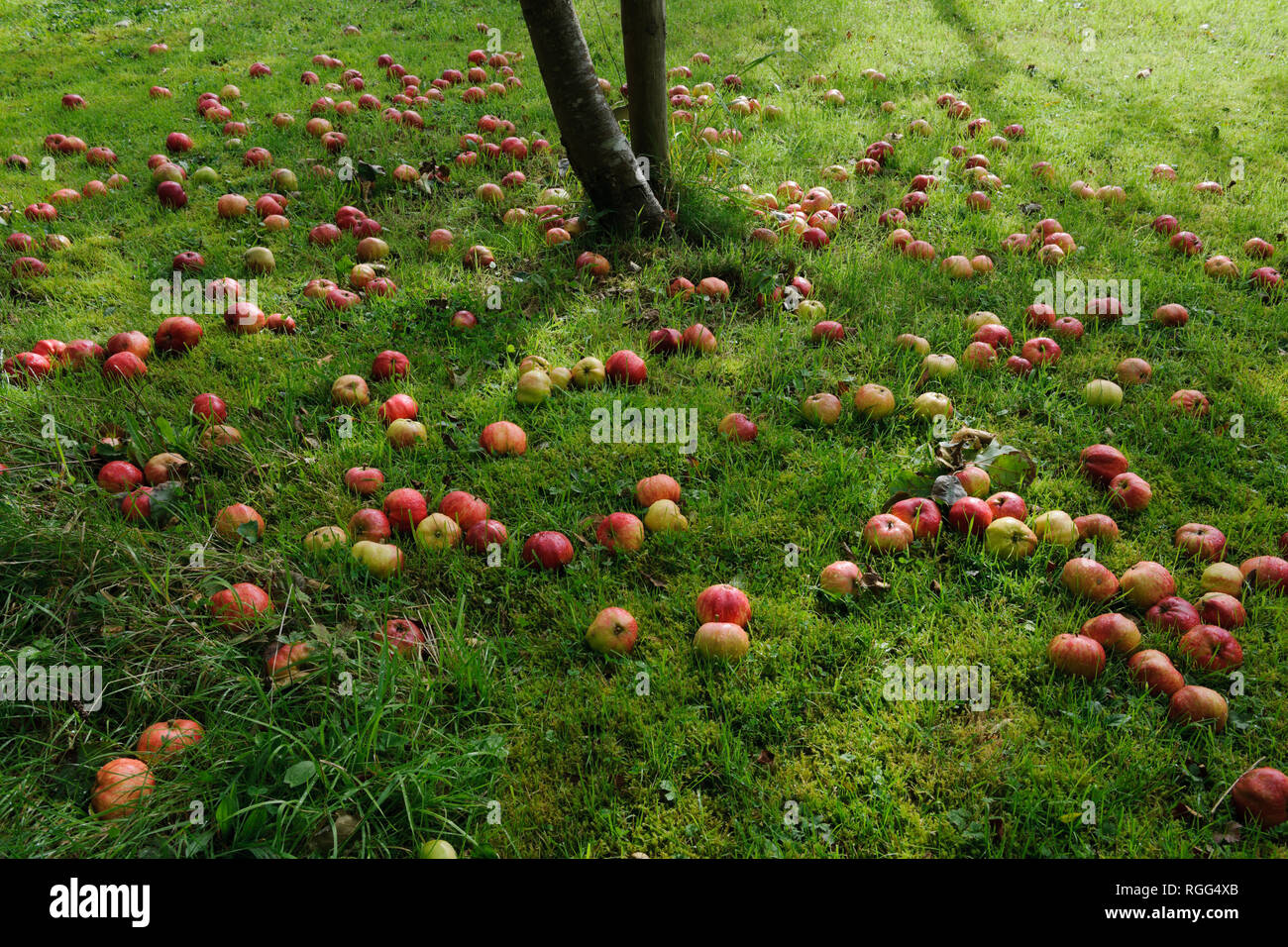 Windfall apples apples lying in grass below tree in garden orchard.  Tom Putt, a Heritage, dual purpose variety. Stock Photo