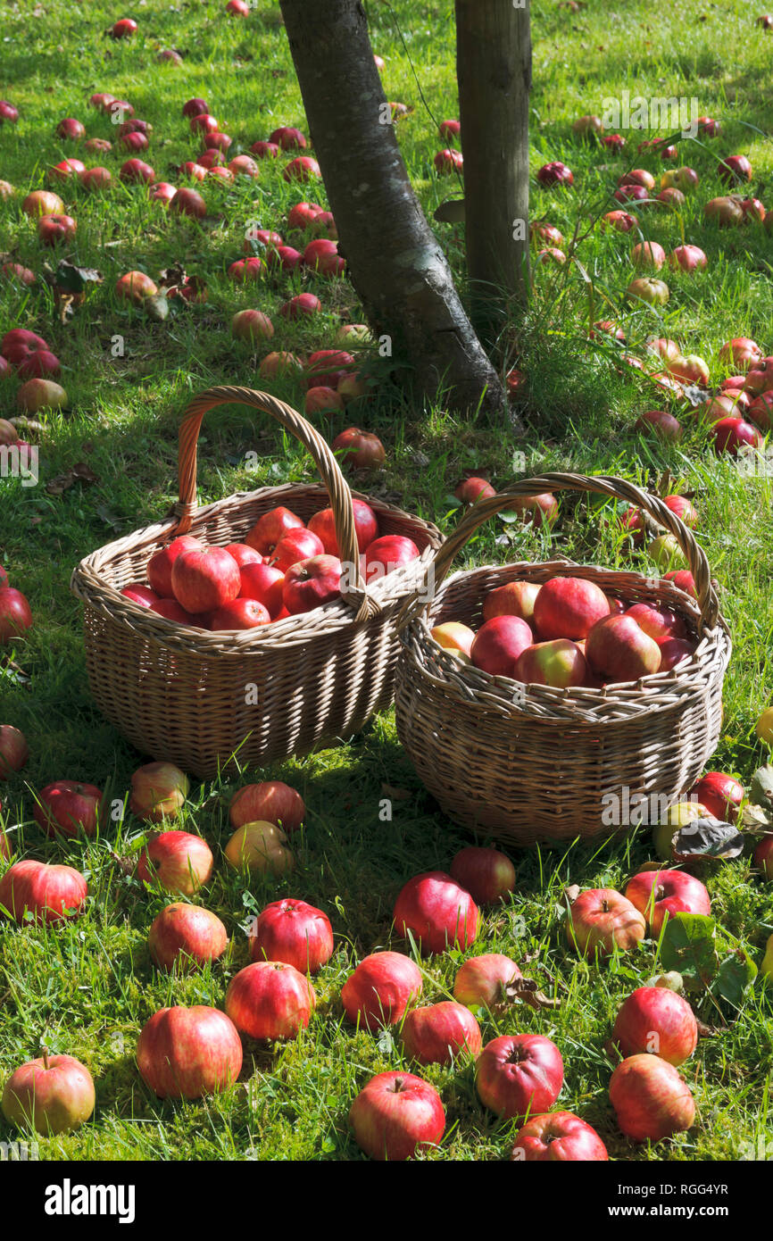 Windfall apples apples lying in grass below tree in garden orchard.  Tom Putt, a Heritage, dual purpose variety. Stock Photo