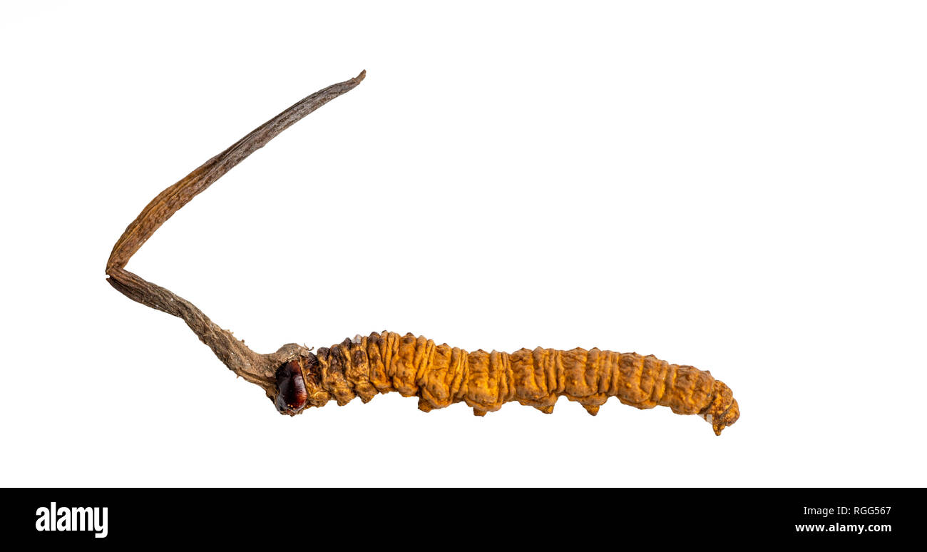 cordycepe sinensis (CHONG CAO, DONG CHONG XIA CAO) or mushroom cordyceps this is a herbs on isolated background. Medicinal properties in the treatment Stock Photo