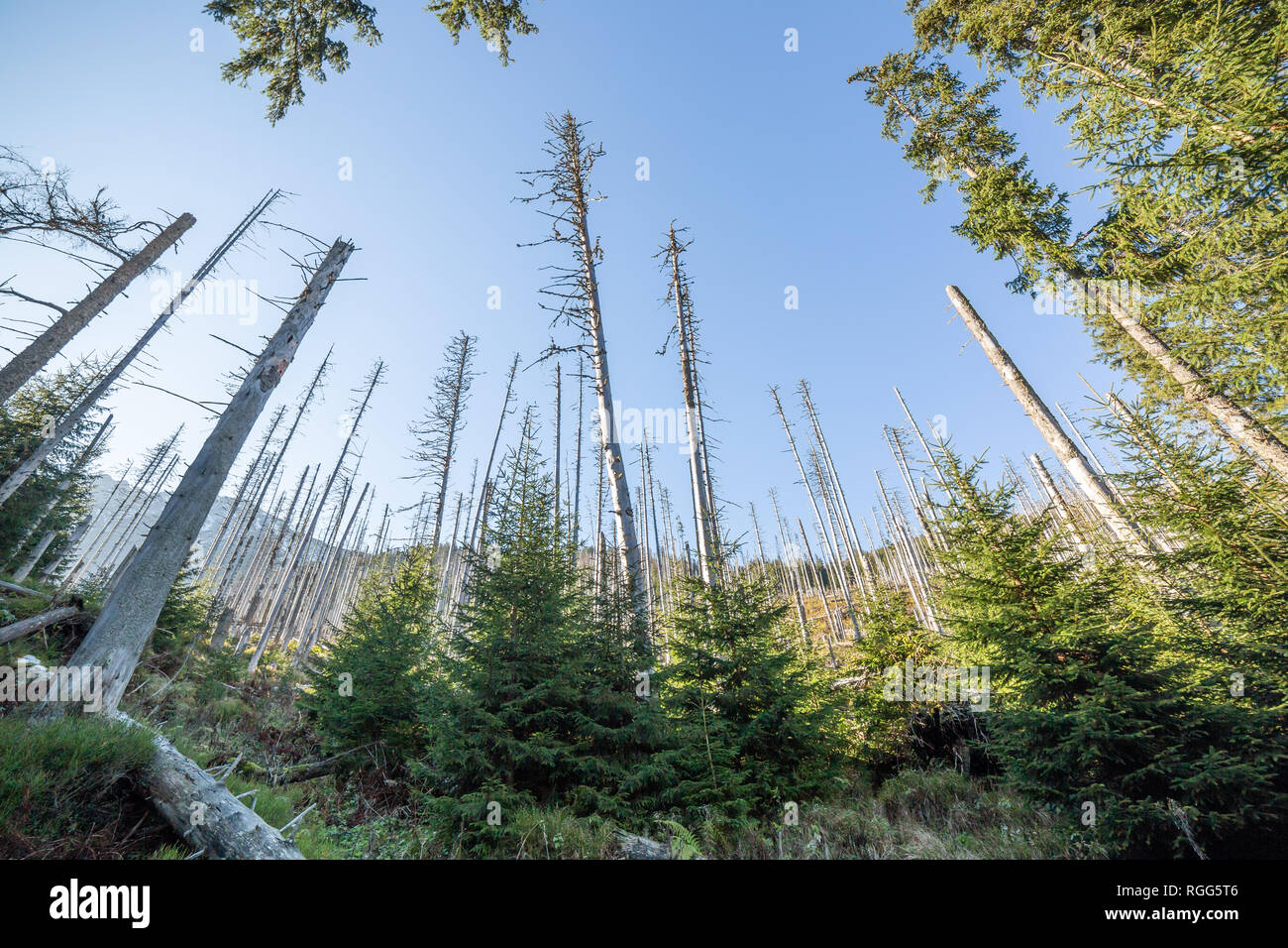Dead forest wide angle photography. Pine trees after air pollution and