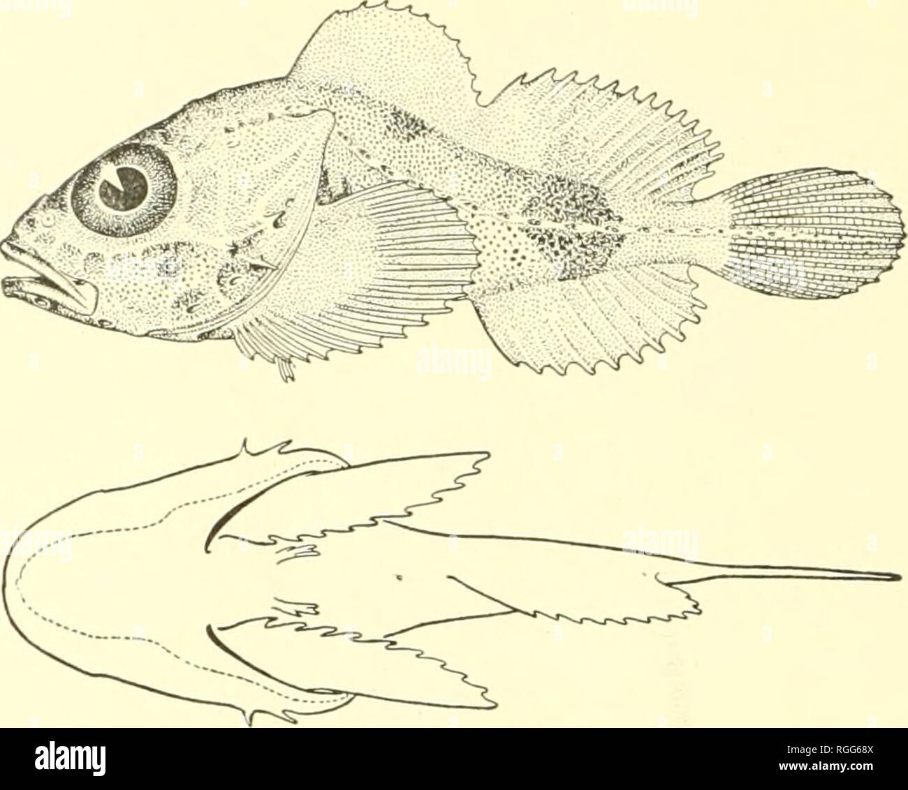 . Bulletin of the Bureau of Fisheries. Fisheries; Fish culture. 316 BULLETIN OF THE BUKEAtJ OF FISHERIES. 141. Thecopterus aleuticus Smith. Described from .lbatross station 3785, in Bering Sea, 150 miles nortli nf Rat Islands, at a depth of 270 fathoms. Only the type known.. Fig. 7ii.—Thccopterus aleuticus Smith. Type, 142. Dasycottus setiger Bean. One specimen 3.25 inches long, collected by the Albatross at station 3602, Bering Sea; 36 specimens from 1,2 to 8 inches in length from stations 4223 in 48 fathoms; 4237 in 194 fathoms; 4248 in 71 fathoms; 42.50 in 66 fathoms; 42.54 in 45 fathoms;  Stock Photo