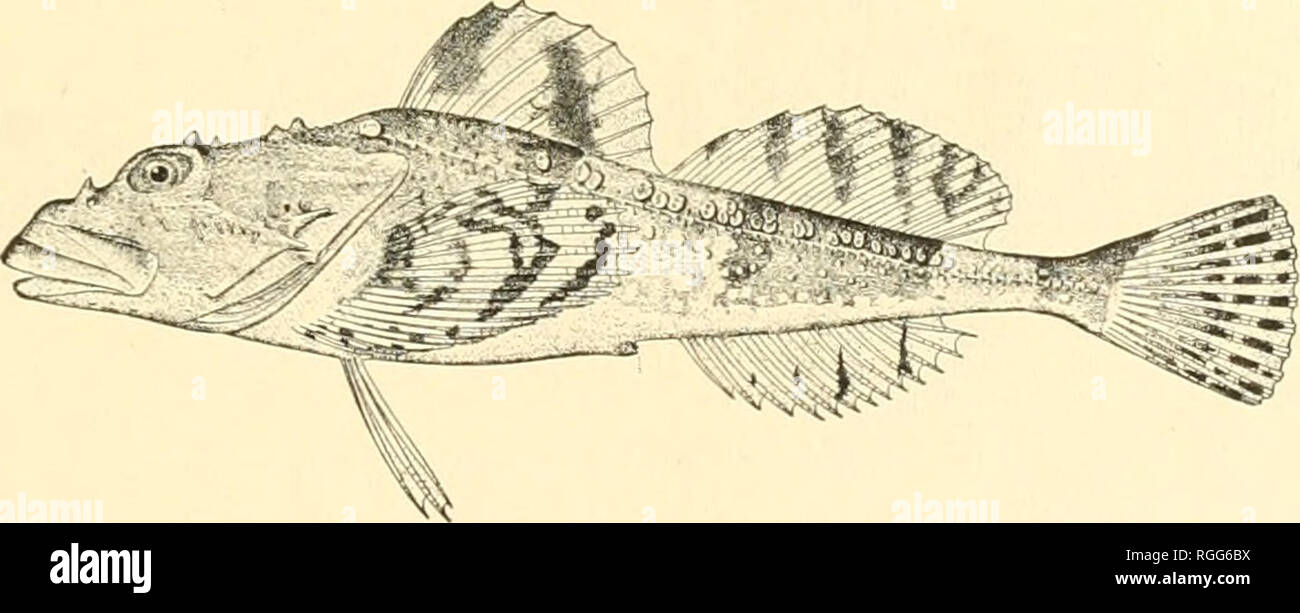 . Bulletin of the Bureau of Fisheries. Fisheries; Fish culture. Fig. 70.—Myoxoct'phalus .axillaris iGill). 136. Myoxocephalus stelleri Tilesius. We have 3 specimens, 10.5 and 5.25 inches long, from Tareinski Harbor, Kamchatka, June 20. 1900, and one 10 inches long from Unalaska, ,Tuly 2, 1900. Recorded from Point Barrow by Murdoch (1885) as Cottus (kcastrensis.. Fig. 71.—Myoxocephalus stelleri Tilesius. 137. Myoxocephalus niger (Bean). We have in our collections 4 specimens 2 to 6 inches long taken by Mr. M. C. Marsh at St. Paul Island, Pribilof Group, July, 1906. Originally described by Bean  Stock Photo