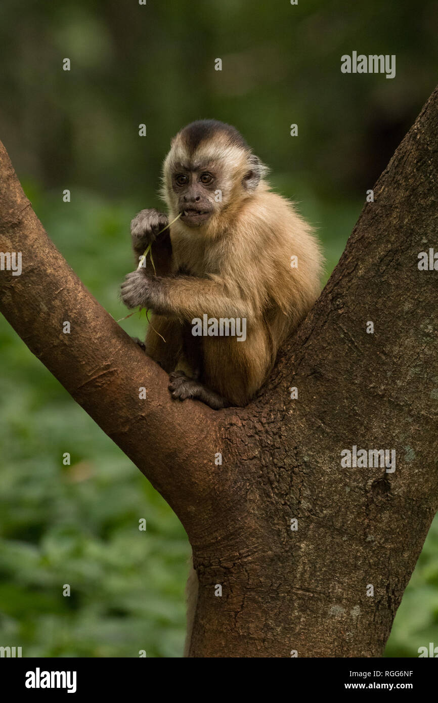 Macaco prego de crista hi-res stock photography and images - Alamy