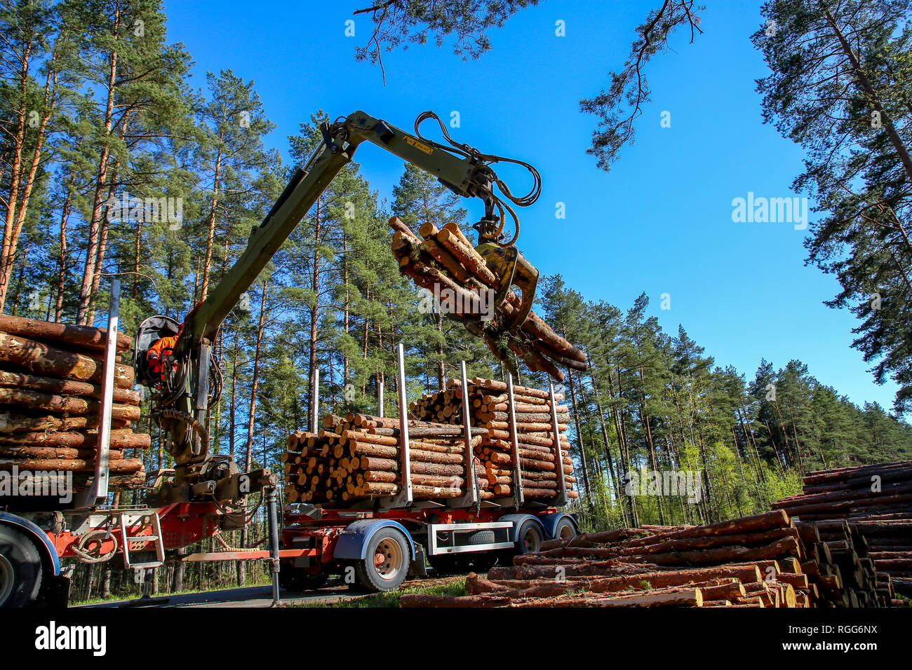 Crane in forest loading logs in the truck. Timber harvesting and