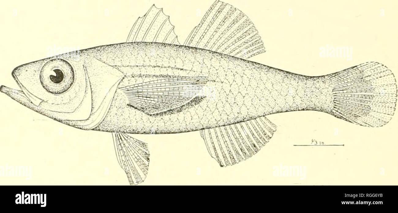 . Bulletin of the Bureau of Fisheries. Fisheries; Fish culture. 74 BULLETIN OF THE BUREAU OF FISHERIES. 101. Amia margaritophora (Bleeker). Oni' sppcimcTi from Bacon (no. 4197: knifjth 1.7.5 in.). IIca(l/2.7oin IfDjitli: depth 2.9; eye 3 in head; dorsal vi-i, 9; analii.S: scales 3-25-7: teeth on palatines and vomer. Apogon maTgaritophorus Bleeker, Nat. Tijds. Ned. Ind.. vn. 1854. 3ti3, Batjan. Amia margnritophoTus Bleeker, Atlas, vn,91. pi. crri, fig. 4: Oiinther, Cat., i. 234. 102. Apogonichthys mentaUs Rvermann &amp; Seale, new species. 10; Head 2.7.5 in length: depth 3.4: eye 3.1 in head; s Stock Photo