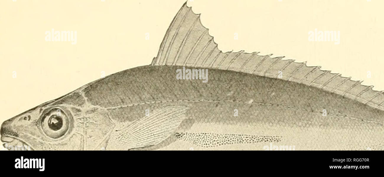 . Bulletin of the Bureau of Fisheries. Fisheries; Fish culture. FISHES^ OF THE PHILIPPINE ISLANDS. 67 Family EOUULID.-E. 75. Leiognathus virgatus Fowler. Two specimens from Bulan (no. 3910; length 2..5 and 2.75 in.). Leiognathus rirgalus Fowler, Journ. Ac. Nat. Sci. Thila.. 2d ser., XII, 1904 (June 10), .51,5, pi. xv, fig. 4, Pedang, Sumatra. 76. Leiognathus dussumieri (Cuvier &amp; Valenciennes). Malaway. Two specimens from San Fabian (no. 3210 and 3212; length 6 and 6.2 in.). Head 3.2 in length: depth 1.9: eye 3.1 in head: snout 3.1; spine-.shaped crest on nuchal region not reaching halfway  Stock Photo