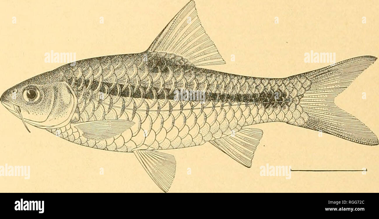 Bulletin of the Bureau of Fisheries. Fisheries; Fish culture ...