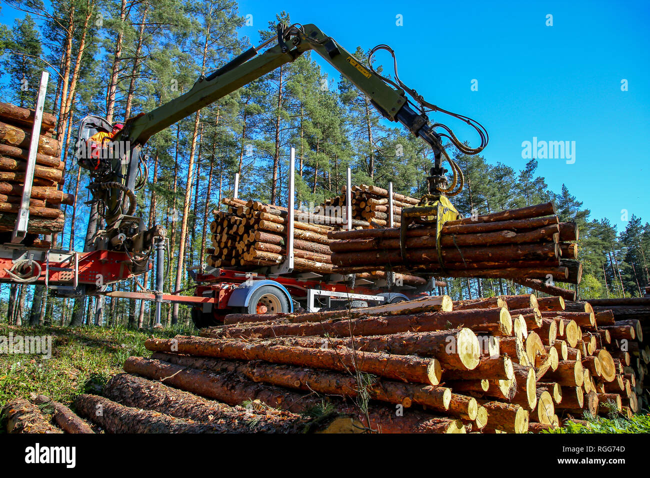 Crane in forest loading logs in the truck. Timber harvesting and