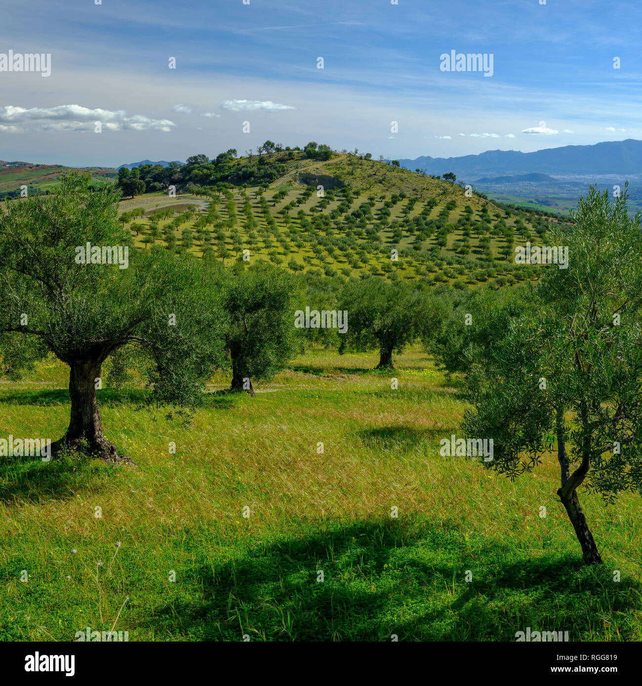 Views of the countryside  near Jorox and Alozaina on the outskirts of the Parque Natural Sierra de Las Nieves, Andalucia, Spain Stock Photo