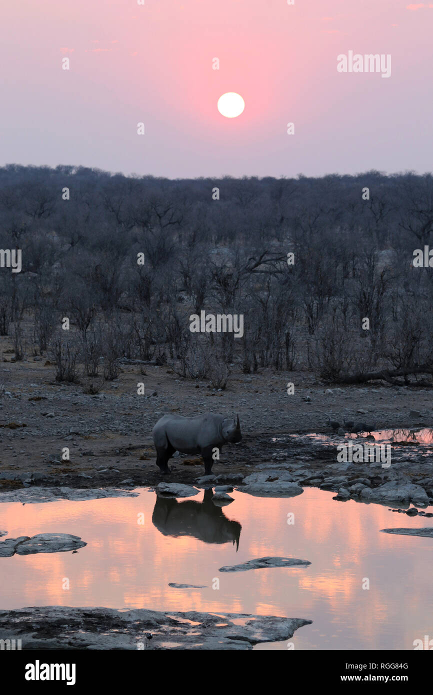 Africa waterhole sunset hi-res stock photography and images - Alamy