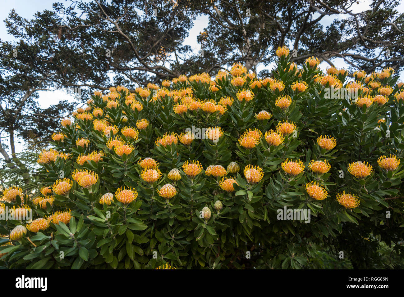 Waratah Flower, (Telopea) is an Australian-endemic genus, a native flower of Australia, Sydney, NSW, Australia Stock Photo