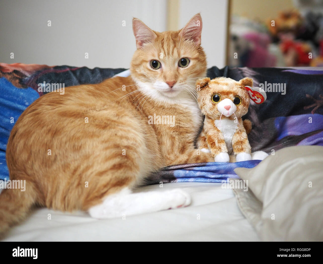 Mika the orange tabby right next to his identical twin stuffed animal on the bed Stock Photo