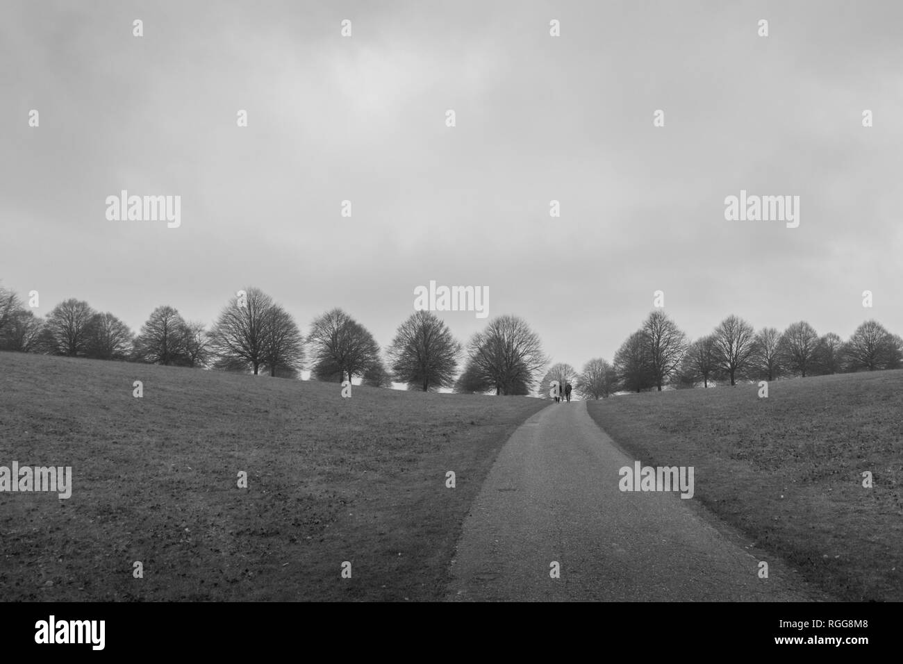 A black and white winter image of a line of leafless trees silhouette ...