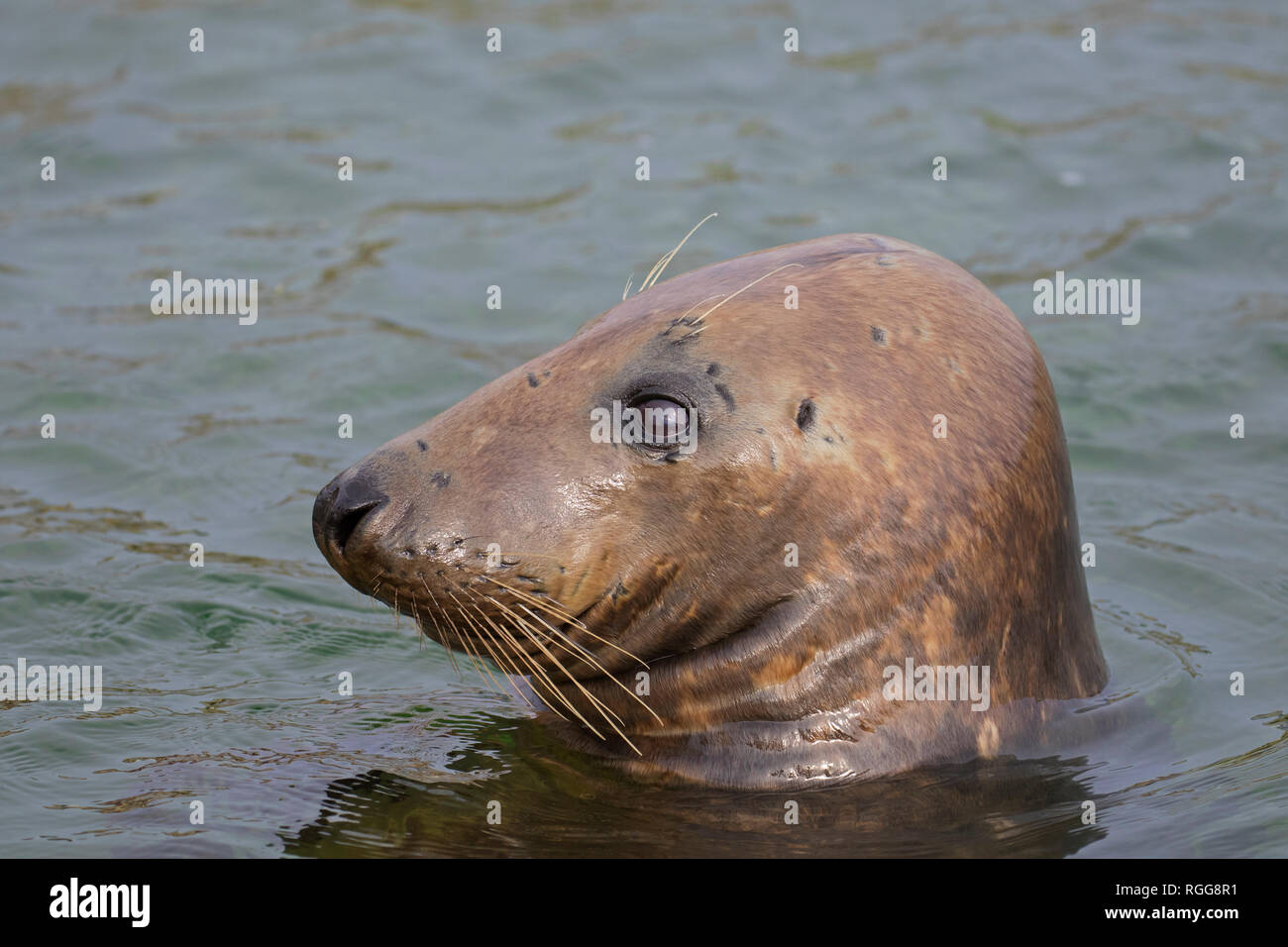 Grey seal / gray seal (Halichoerus grypus) swimming in sea. Close-up of head showing large whiskers Stock Photo