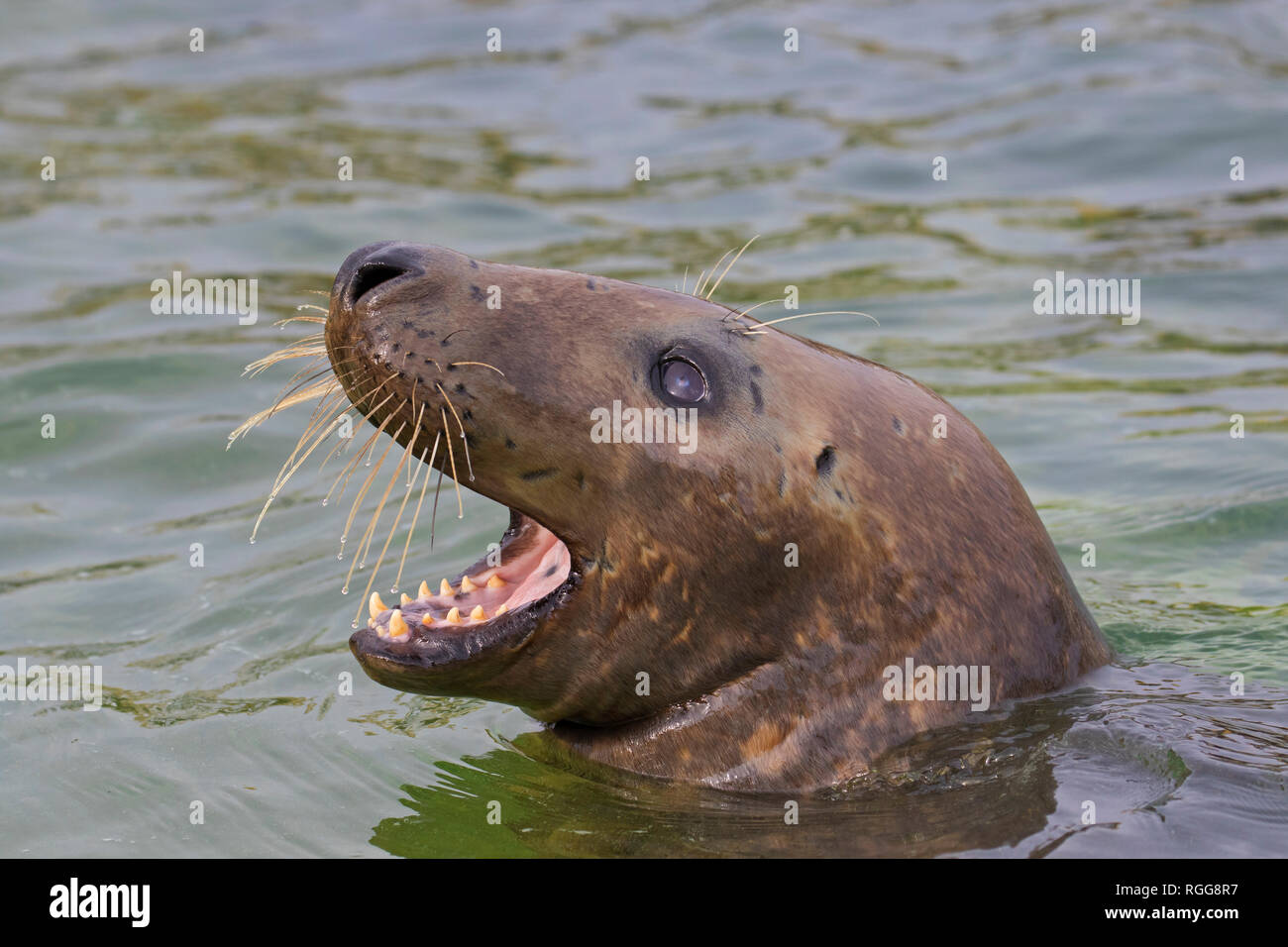 Grey seal / gray seal (Halichoerus grypus) calling while swimming in sea. Close-up of head showing large whiskers and teeth Stock Photo