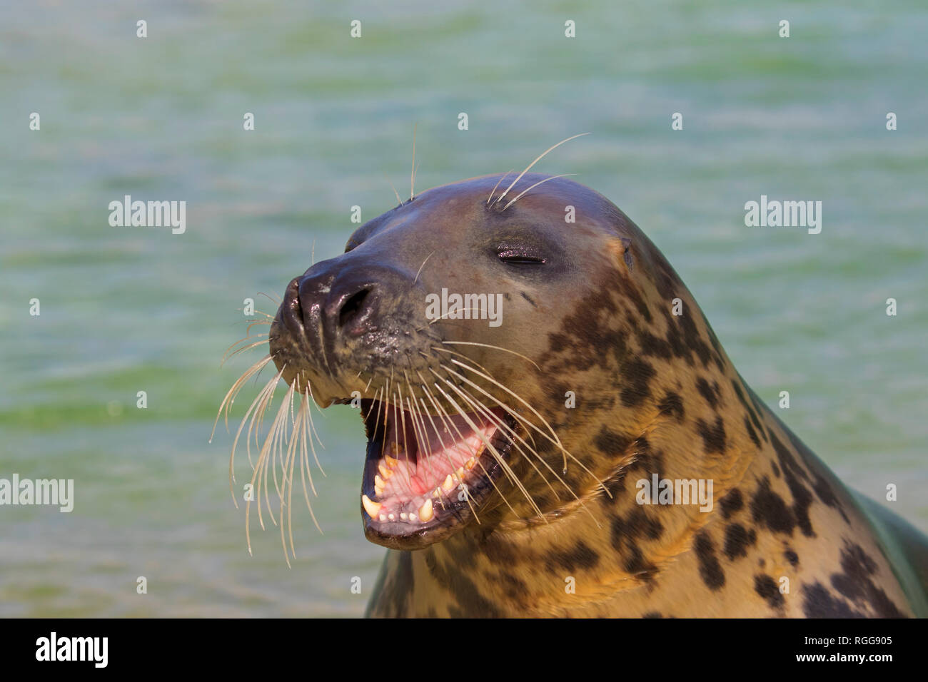 Grey seal / gray seal (Halichoerus grypus) calling while swimming in sea. Close-up of head showing large whiskers and teeth Stock Photo