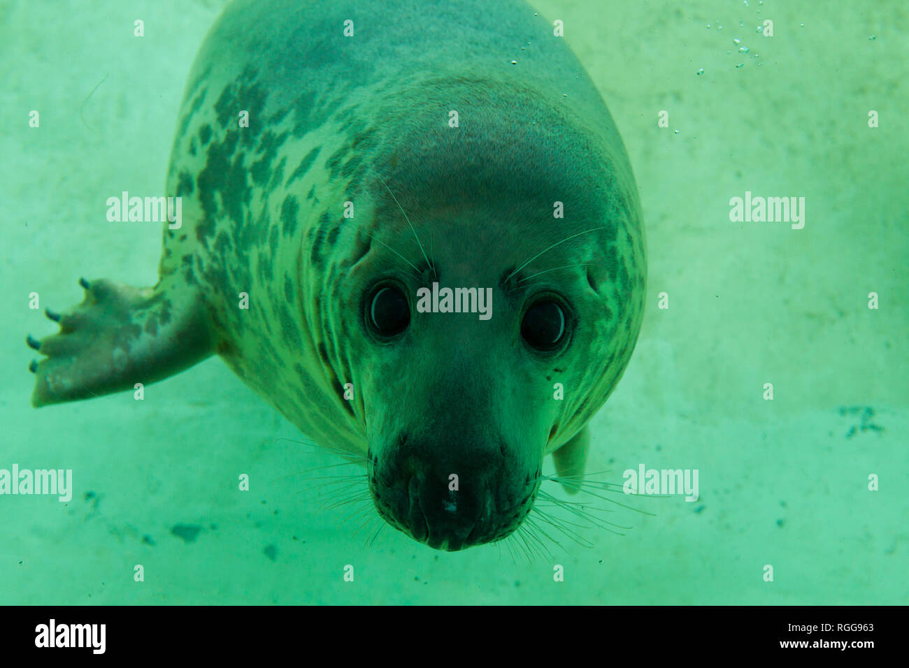 Grey seal / gray seal (Halichoerus grypus) swimming underwater in basin at Seal Centre / Seehundstation Friedrichskoog, Schleswig-Holstein, Germany Stock Photo