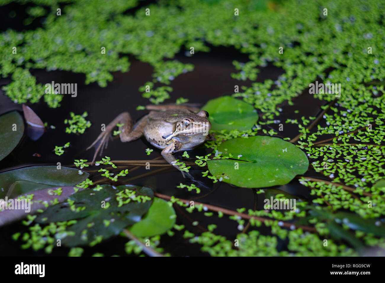 Frog in pond water Stock Photo