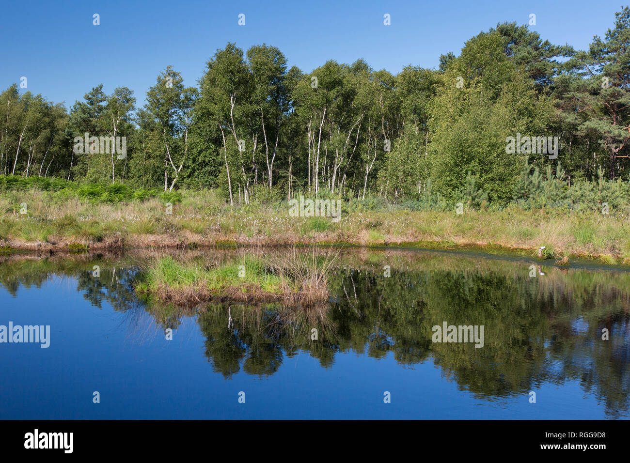 Nature reserve totes moor lower saxony hires stock photography and