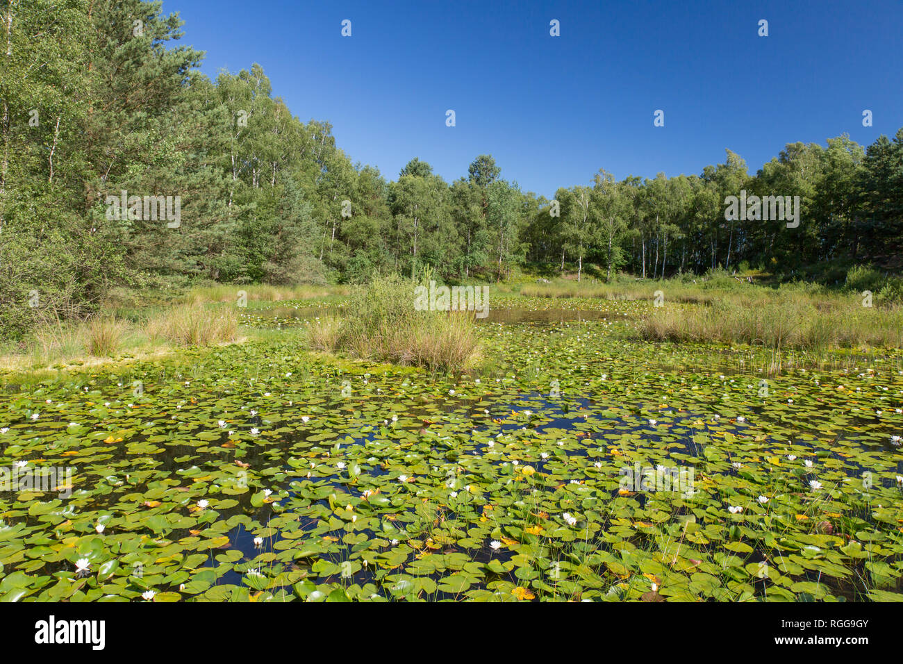 White nenuphars hires stock photography and images Alamy