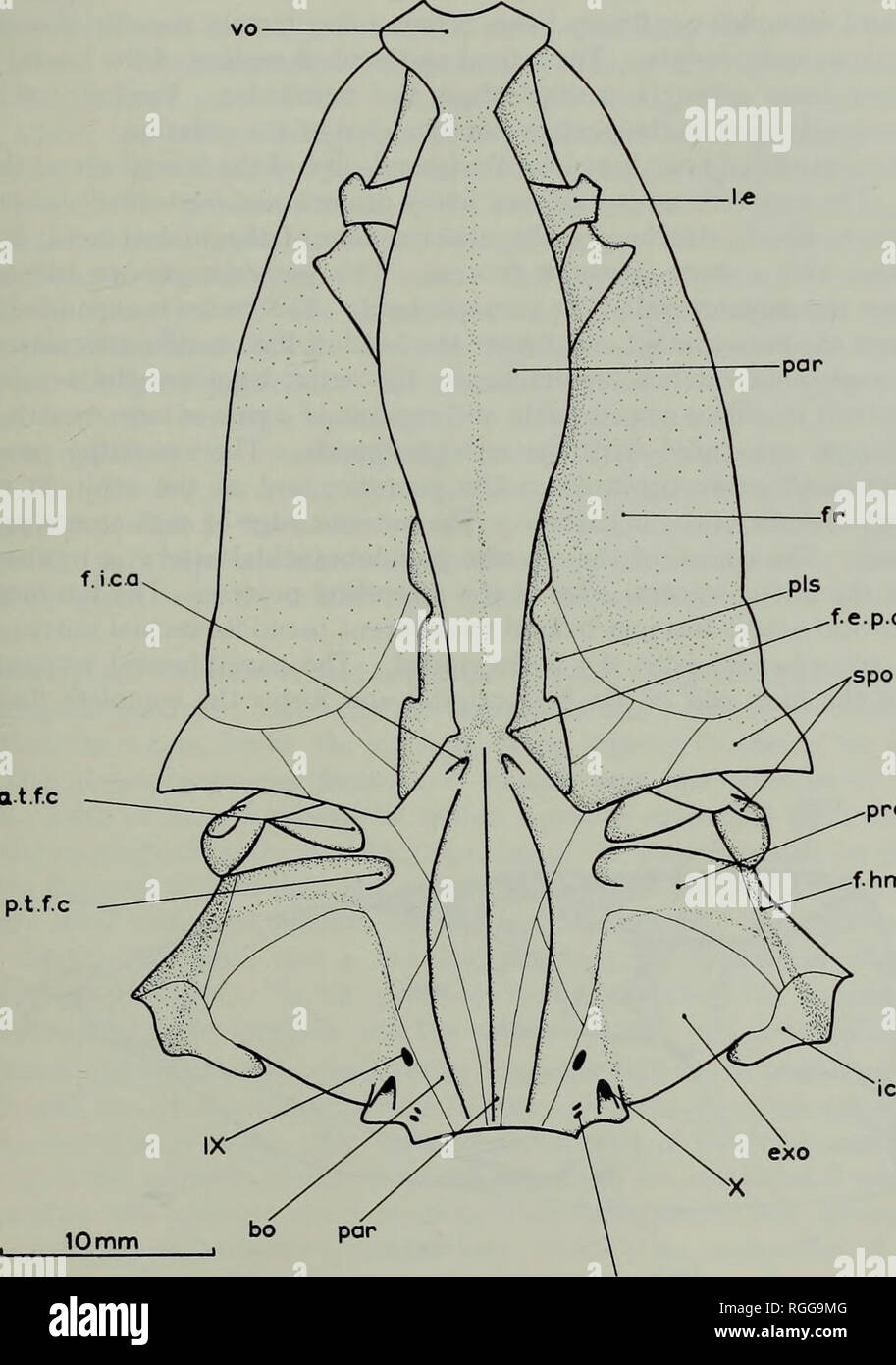 . Bulletin of the British Museum (Natural History) Geology Supplement. ESPECIALLY MYCTOPHOIDS 129 The supraoccipital is a small bone just appearing on the dorsal surface of the neuro- cranium. It is overlapped anteriorly by the frontals, and separates both the parietals and the epiotics. A small backwardly directed crest is produced which does not extend above the plane of the skull-roof. f.i.ca. Qt.f.C 1 r fe.p.a ^/spo ^^â pro ^f.hm f.o.n Fig. 57. Halec eupterygius (Dixon). Neurocranium in ventral view.. Please note that these images are extracted from scanned page images that may have been d Stock Photo