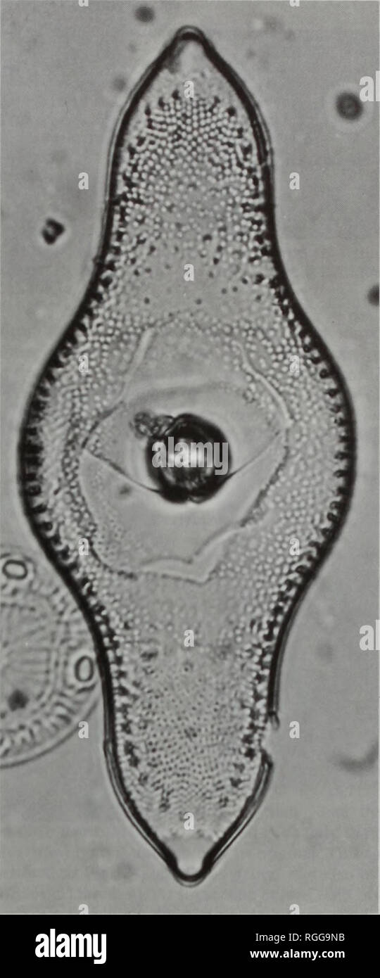. Bulletin of the British Museum (Natural History), Botany. 74. 75 Figs 74-75 Rutilaria obesa, valve view, x 1000, BM 10407, Monterey, Monterey County, California, U.S.A., neotype. Miocene. [Redondo, Alto Alentejo Province, Portugal. (BM coll. Adams J5185).] Tokyo-wan, Honshu, Japan. (G, coll. Brun 2815bis, syn- type of R. capitata). Miocene-early Pliocene. Japan. (BM 8097, 8098, 9286 (syn- type of R. capitata?); PC coll. Le Tourneur s.n.). Hokkaido, Japan. (BM 31375, 56684, 56924, 56925, 56930, 70926, 70927, 70929, 70930, 70931, coll. Adams GC2704; PC coll. Petit s.n.). Hakodate, Oshima, Hokk Stock Photo