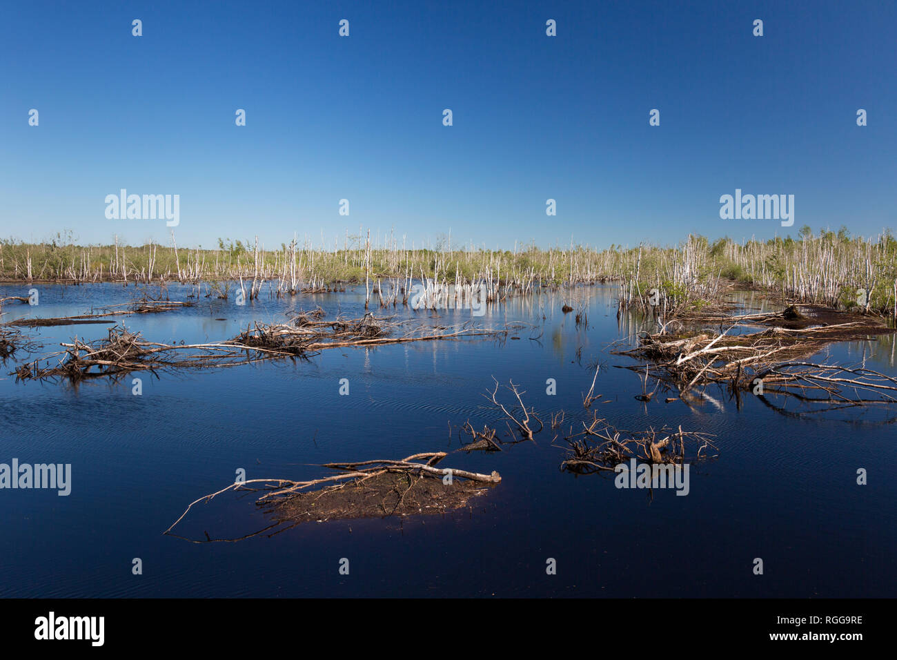 Bog birch hires stock photography and images Alamy