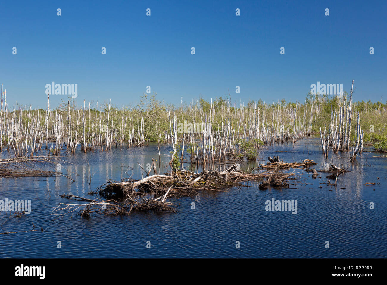 Bog birch hires stock photography and images Alamy