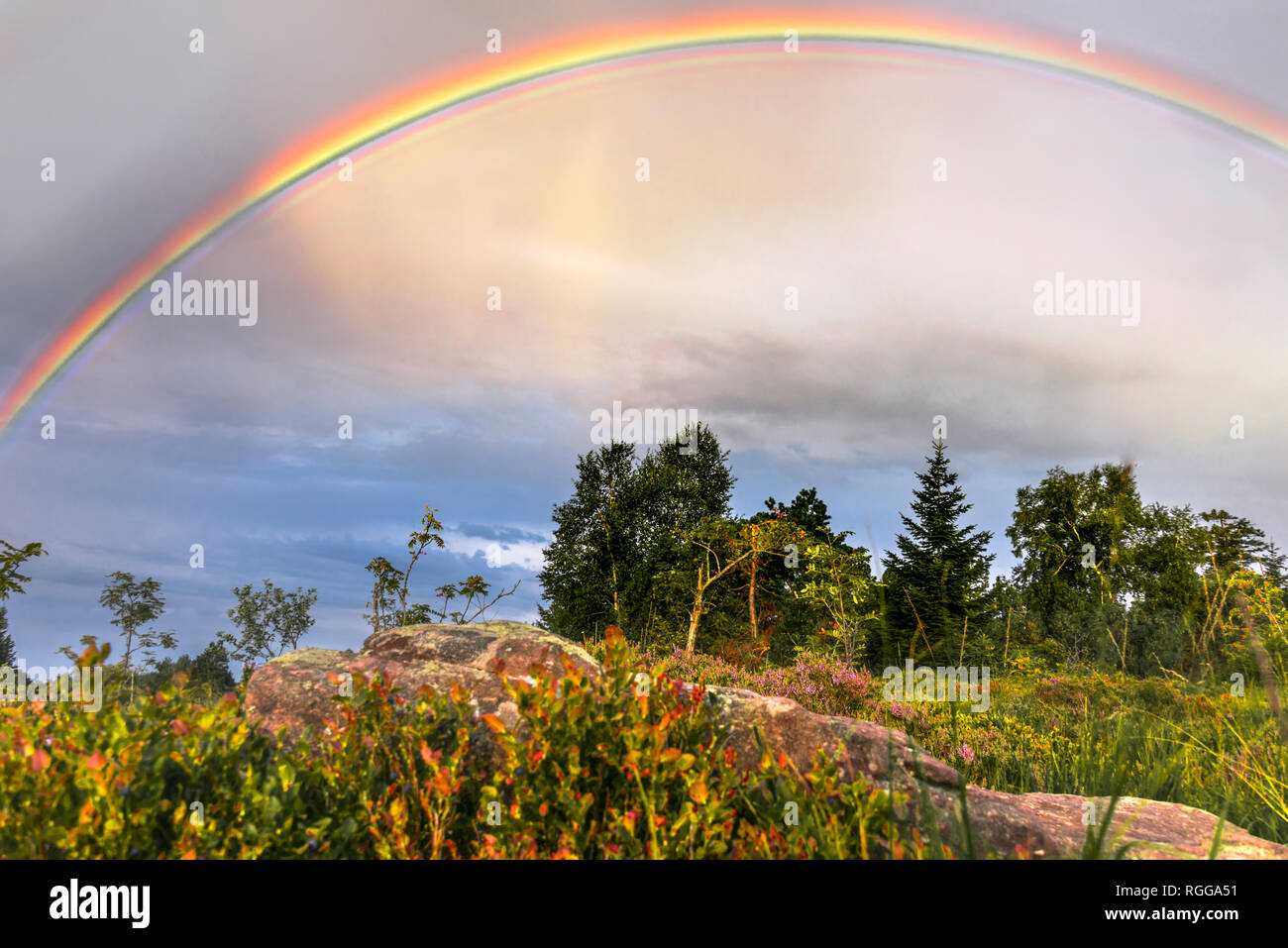 rainbow over the landscape of the Black Forest, Germany, typical bunter sandstone and bilberry bushes in foreground, mountain Schliffkopf Stock Photo
