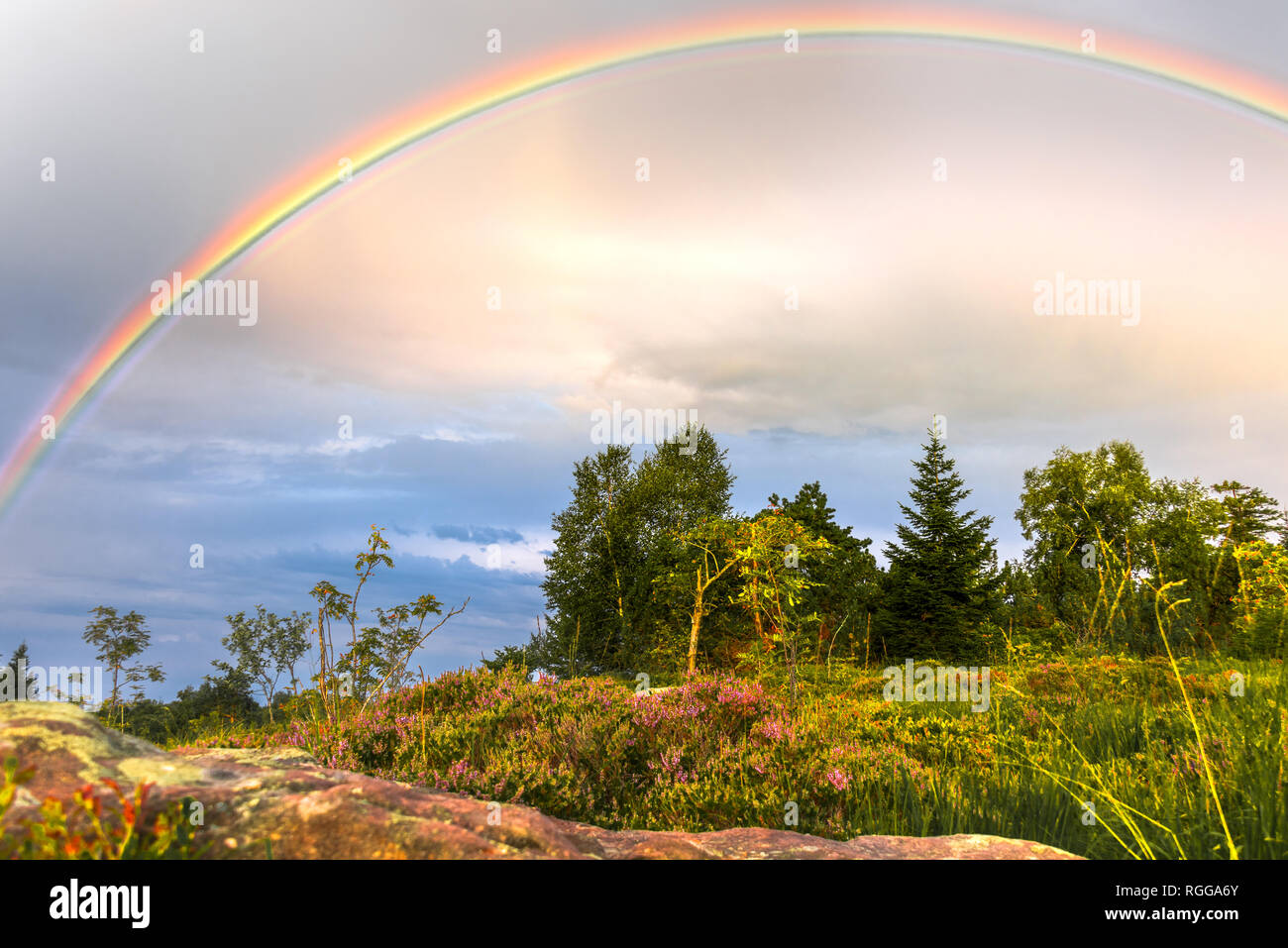rainbow over the Black Forest, Germany, typical bunter sandstone and flowering erica, grinde landscape of mountain Schliffkopf, Northern Black Forest Stock Photo