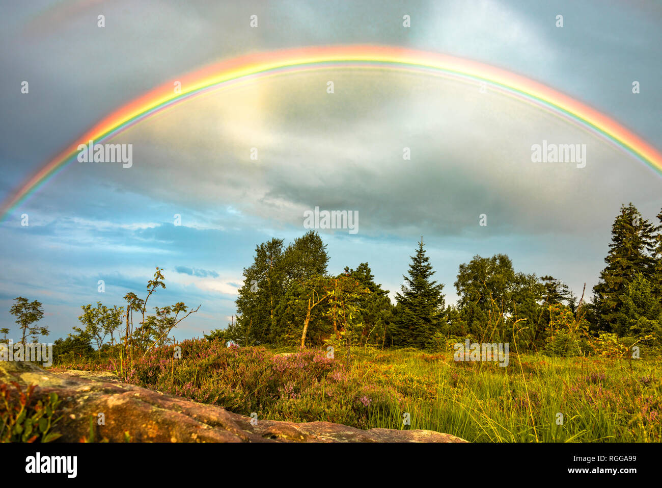 rainbow over the Black Forest, Germany, typical bunter sandstone and flowering erica, grinde landscape of mountain Schliffkopf, Northern Black Forest Stock Photo