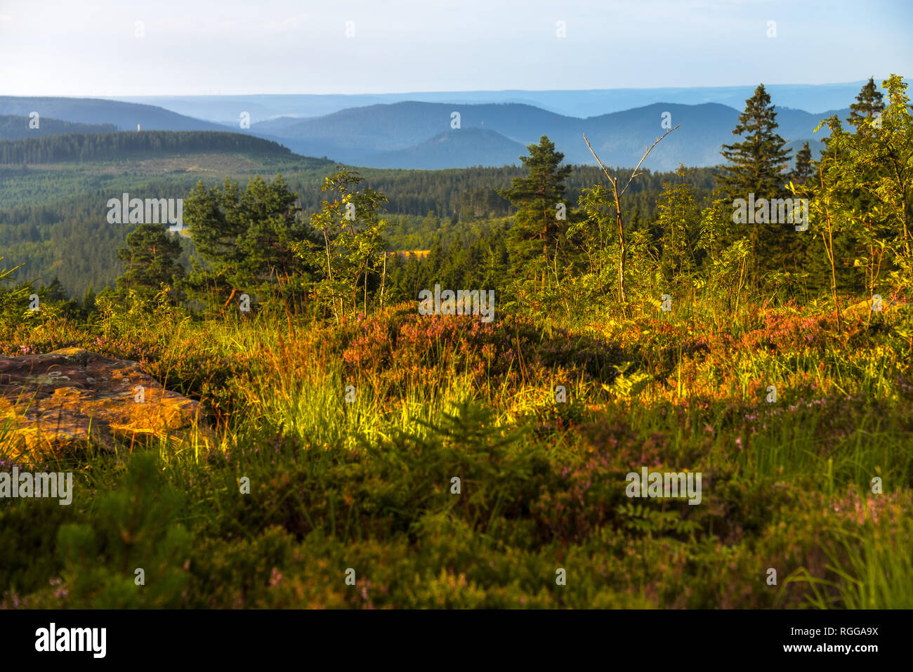 panorama with mountain ridges and nature, landscape of Northern Black Forest, Germany, mountain Schliffkopf Stock Photo