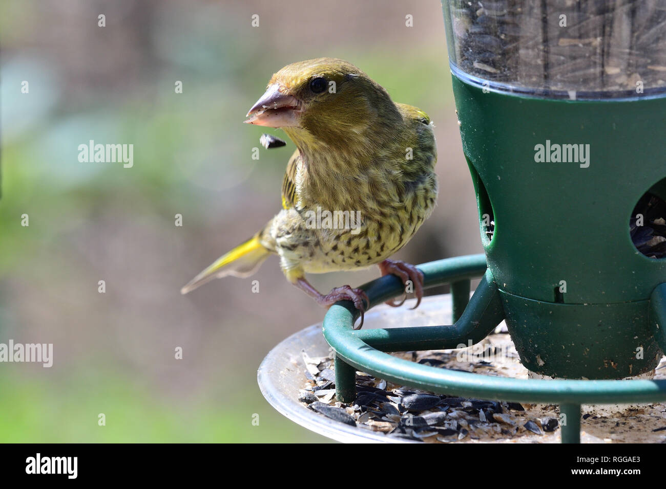 Portrait Of A Greenfinch Chloris Chloris Eating Sunflower Seeds