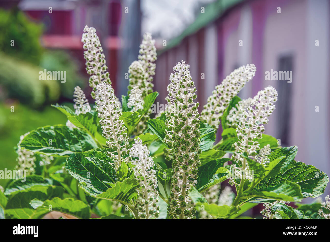 The small white flowers of Laconosa berry grow in the garden. Herbal plant. Stock Photo