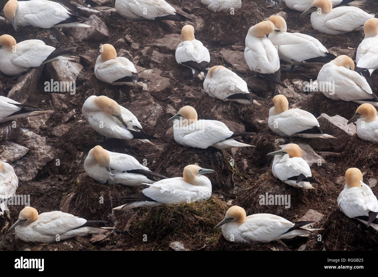 Northern gannets, Morus bassanus, nesting on Bird Rock at the Cape St. Mary's Ecological Reserve breeding colony in Newfoundland, Canada. Stock Photo