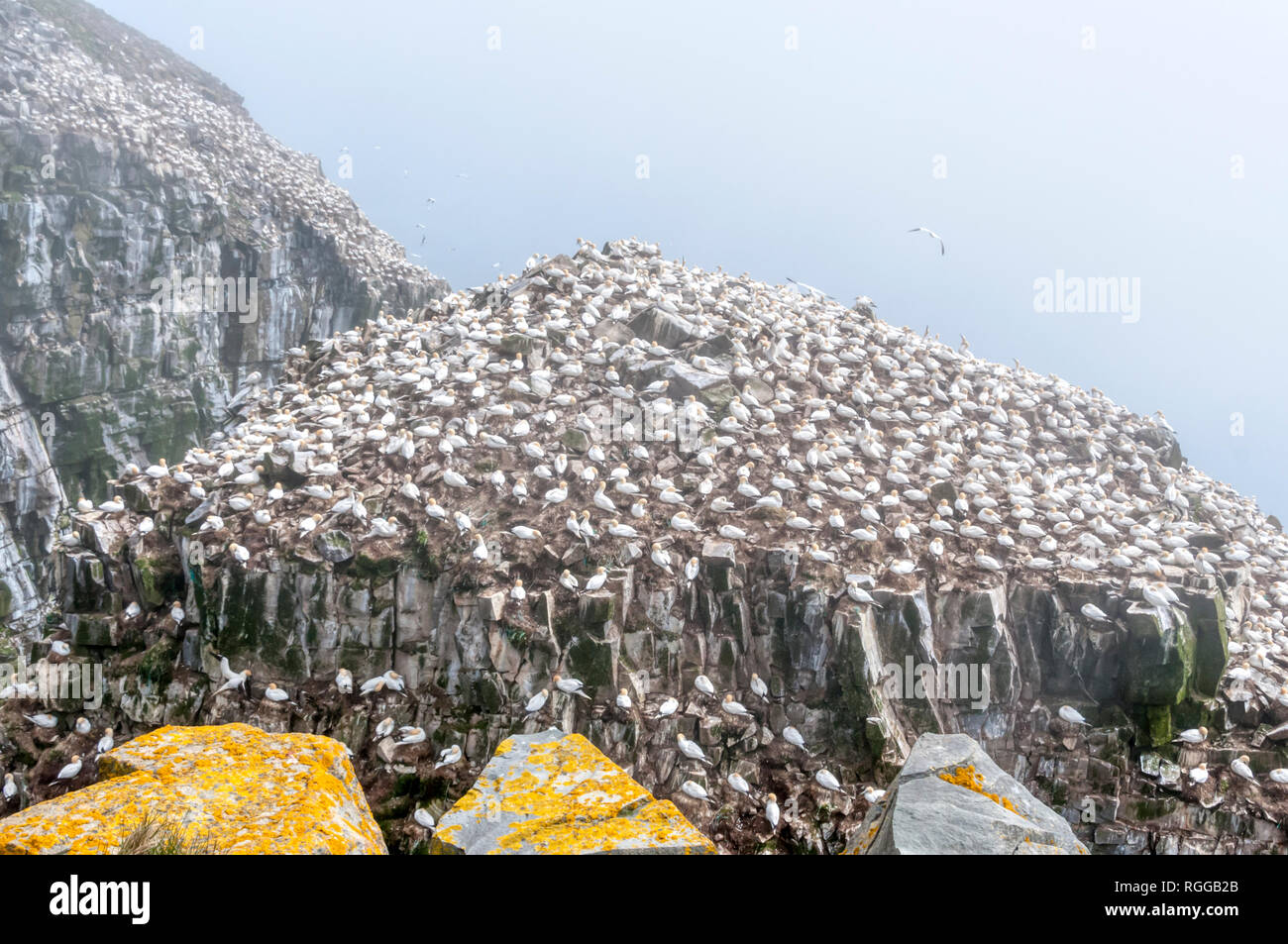 Northern gannets, Morus bassanus, nesting on Bird Rock at the Cape St. Mary's Ecological Reserve breeding colony in Newfoundland, Canada. Stock Photo