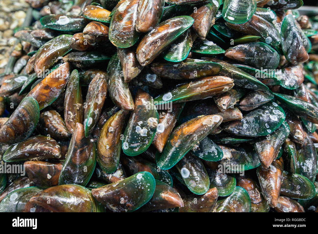 fresh mussel at the seafood and fish market at the Naklua Fish Market