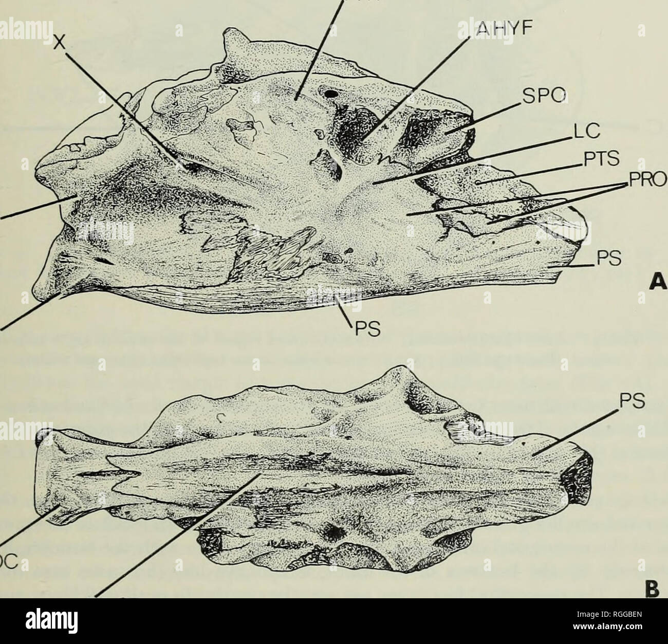 . Bulletin of the British Museum (Natural History), Geology. THE ALBERT ...