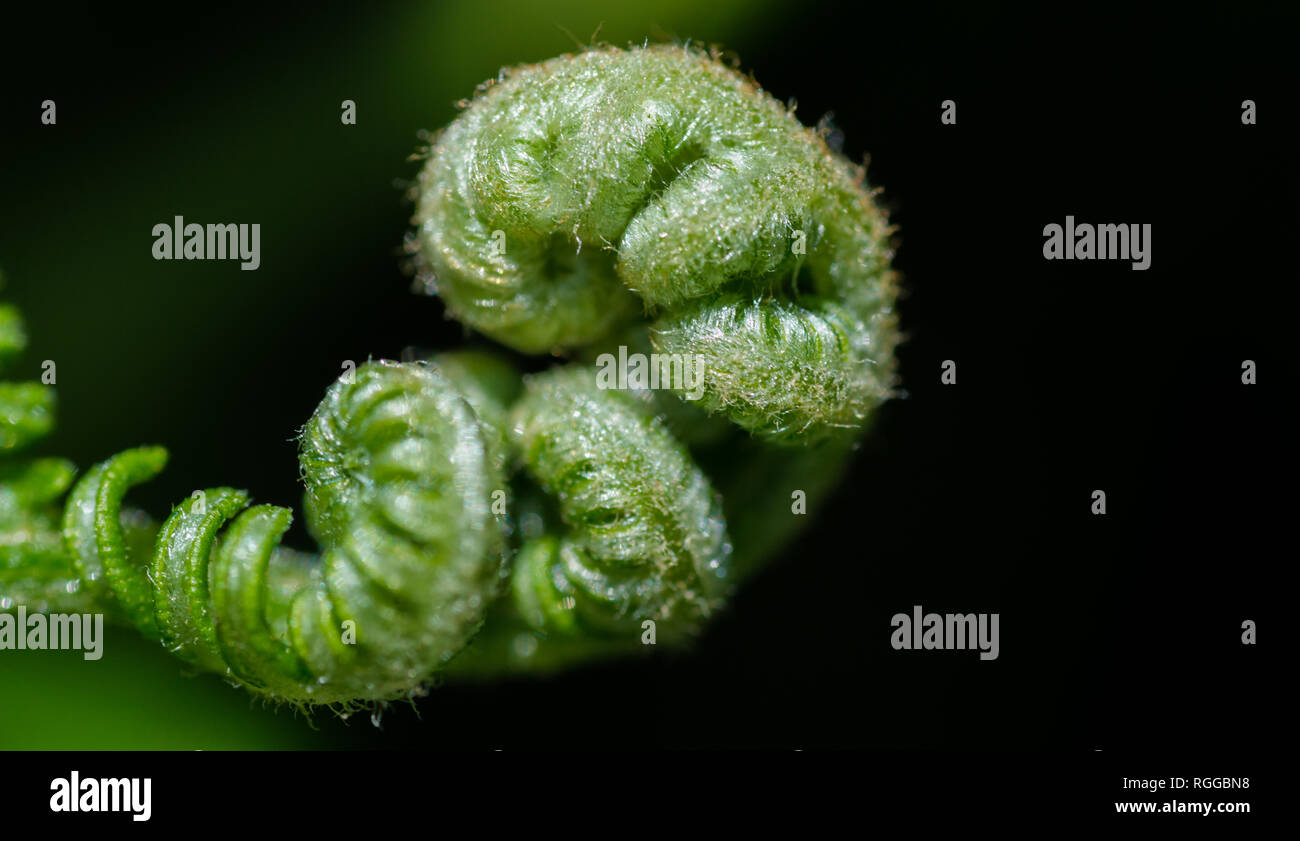 Fresh green leaves of a fern in spring hi-res stock photography and ...