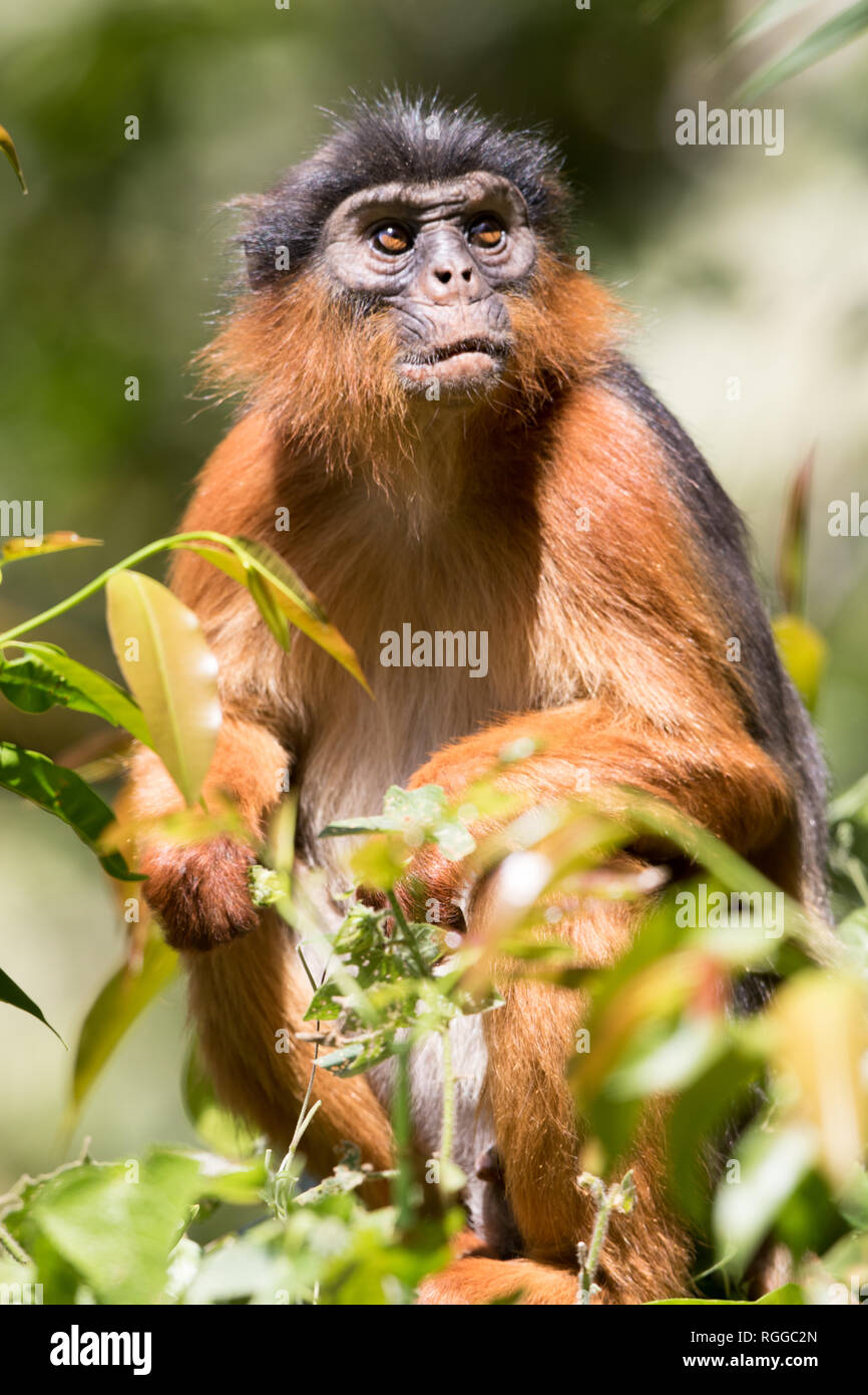 Red Colobus Monkey (Chlorocebus sabaeus) Stock Photo